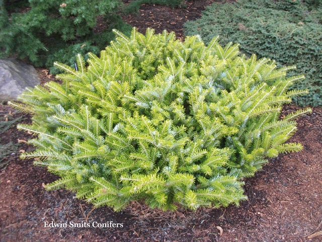 Abies koreana 'Houtmeyers'